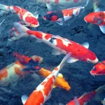 Cara Budidaya Ikan Koi Untuk Peluang Bisnis