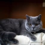 Cara Merawan Kucing British Shorthair Dengan Baik