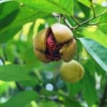 Manfaat dan kandungan buah pala untuk Kesehatan tubuh