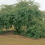 Manfaat Menanam Pohon Bidara Depan Rumah