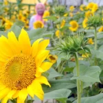 Manfaat Bunga Matahari dari Biji dan Minyaknya