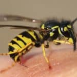 Efek Disengat Lebah dan Tawon dari Ringan hingga Berat