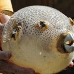 Tak Hanya Beracun Inilah Fakta Ikan Buntal yang Perlu Diketahui