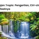 Hutan Hujan Tropis: Pengertian, Ciri, Manfaat, Hutan Terluas