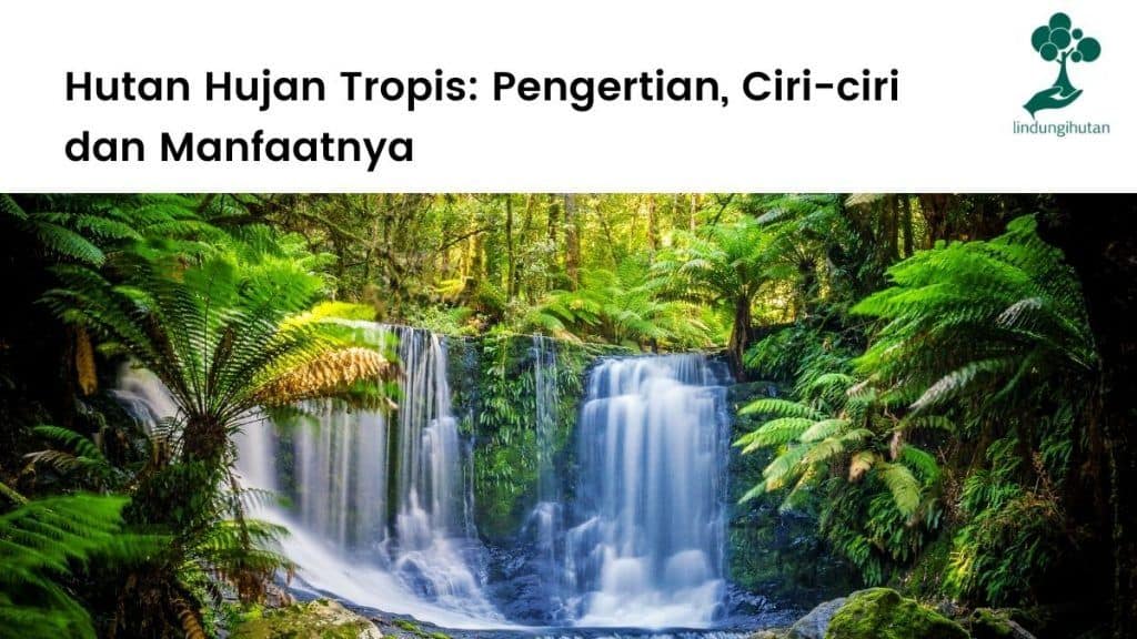 Hutan Hujan Tropis: Pengertian, Ciri, Manfaat, Hutan Terluas
