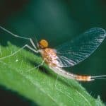 Hewan Ini Punya Umur Paling Pendek di Dunia, Nggak Sampai Sehari